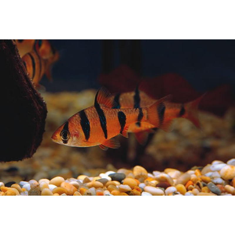 Vijfstreep barbeel 3-3,5cm